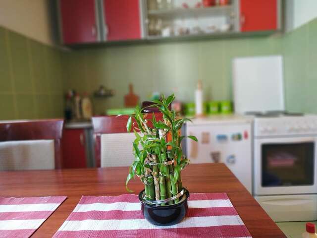 Апартаменты Apartments Bozovic Жабляк-34